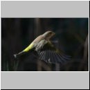 Carduelis chloris - Gruenfink m06.jpg